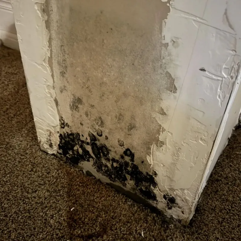 Professional Mold Removal in Paris, IL